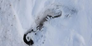 m colorida mostra filhote de pinguin morto na Antártida - Metrópoles