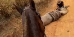 Homem é preso após mutilar cavalo vivo durante operação policial