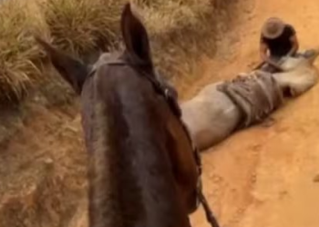 Homem é preso após mutilar cavalo vivo durante operação policial