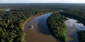 Amazônia e Cerrado têm dados históricos de redução do desmatamento