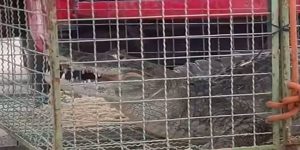 Reprodução/ Redes sociais