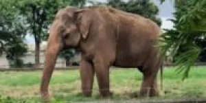 elefante-sandro