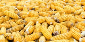 Etanol de milho gera preocupações em 2026 e impacta usinas brasileiras