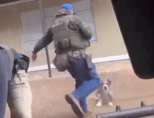 EUA: agente federal chuta cachorro em abordagem e gera revolta