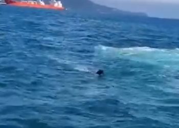 Cachorro pulou da Balsa São Sebastião e Ilhabela