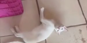 Mulher reage com cadeirada após homem chutar gato em Capitão Poço