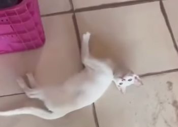 Mulher reage com cadeirada após homem chutar gato em Capitão Poço