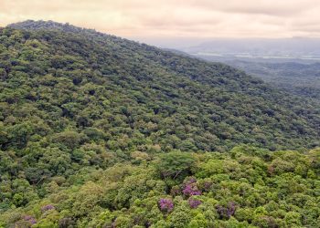 Foto: Governo do Paraná