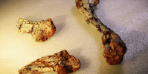 fossil-