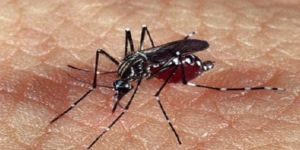 foto-anvisa-aprova-dose-unica-de-vacina-contra-dengue-desenvolvida-pelo-butantan-2
