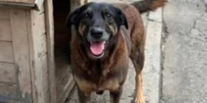 Cão Orelha: Exumação pode esclarecer investigação em SC