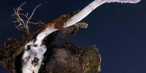 Reprodução/ João Paulo Machado de Araújo