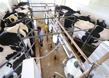 Leite das Crianças - Produtor de leite de Piraquara. Ordenha mecânica. Piraquara