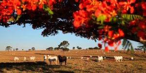 Foto: Governo do Paraná