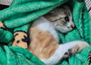 Justiça solta mulher acusada de arremessar gata do 12º andar