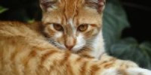 gato-olhando-por-cima-seu-pe