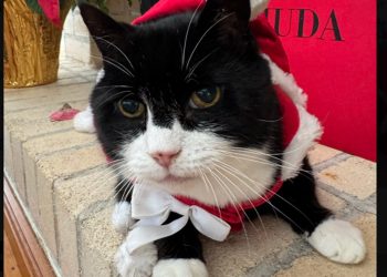 Gato diplomata do Reino Unido falece após mudança para as Bermudas