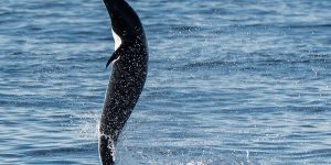 Golfinho raro é avistado 'andando' sobre as águas na Califórnia