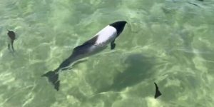 Golfinho-panda: avistamento raro nas Ilhas Malvinas