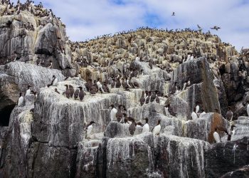 O poder do guano: como o reino pré-Inca prosperou