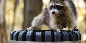 Jonathan Therrien/Getty Images