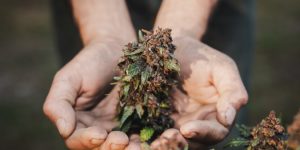 No Brasil, há atualmente 873 mil pessoas em tratamento com remédios à base de cannabis