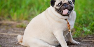 (Créditos: o_sa / iStock)