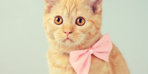(Créditos: vvvita  / iStock)