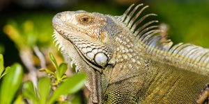 m colorida mostra iguana - Metrópoles - Foto: Unsplash