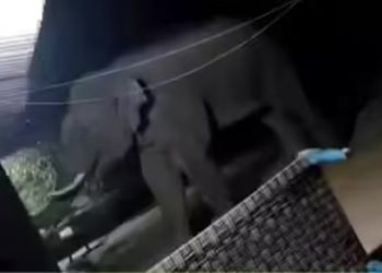 Elefante assassino no Jharkhand já matou 19 pessoas em 2026