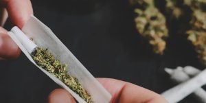 Limite semanal seguro para consumo de maconha: estudo detalha 40 mg de THC