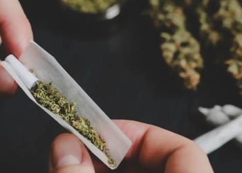 Limite semanal seguro para consumo de maconha: estudo detalha 40 mg de THC