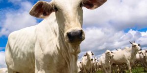 Dinheiro desviado do INSS era usado para cobrar gado