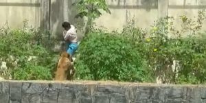 Juiz determinou internação de jovem que morreu após invasão de jaula de leoa