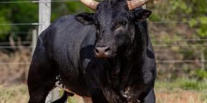 Grupo armado é preso após se passar por policiais em tentativa de furto de gado