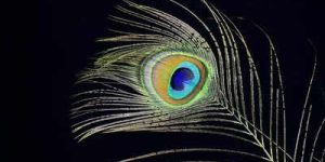 datas de nascimento que devem carregar pena de pavão para proteção