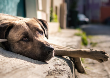 Segundo a Organização Mundial da Saúde (OMS