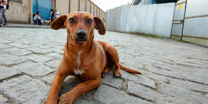 SP sanciona lei que reconhece 'vira-lata caramelo' como símbolo cultural