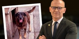 Senador propõe 'Lei Orelha' para punir menores em maus-tratos a animais