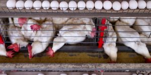 Pilgrim's vai investir us$ 1,3 bilhão no México até 2030