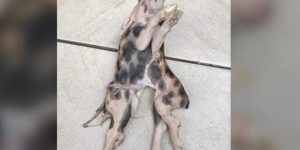 Pedro Engel/Rádio Alternativa/Cedido