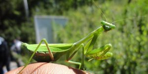 Louva-a-deus: predador surpreendente que pode comer pássaros