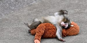 Reflexões sobre a história do macaco Punch e a teoria do apego