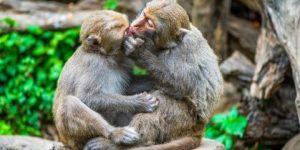 Estudo revela que beijo surgiu há 20 milhões de anos entre primatas