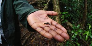 Guide holding a Brookesia chameleon in 2012. MY photo