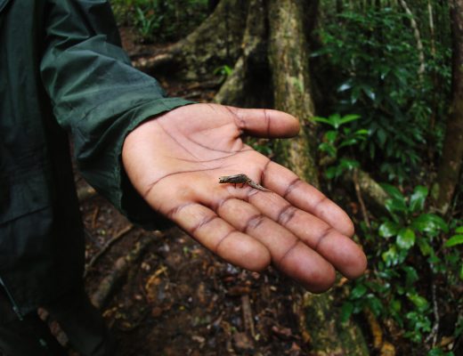 Guide holding a Brookesia chameleon in 2012. MY photo