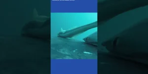 Rêmoras e baleias jubarte: uma relação simbiótica