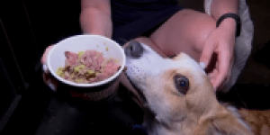 menu-canino-londres-3