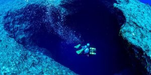 Reprodução/ California Academy of Sciences