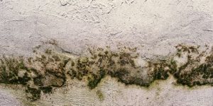 Como se proteger do mofo em casa e seus riscos à saúde